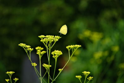 Close-up of yellow flowering plant on field