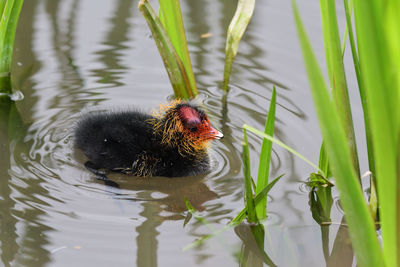Portrait of a baby coot swimming in the water