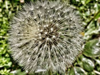 Close-up of dandelion