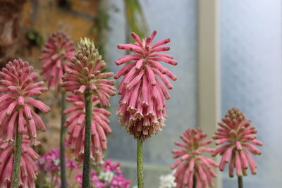 Close-up of pink flowering plants