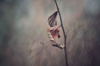 Close-up of dried plant on dry leaf