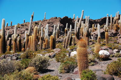 Cactus plants in desert against clear sky