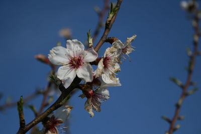 Low angle view of cherry blossom