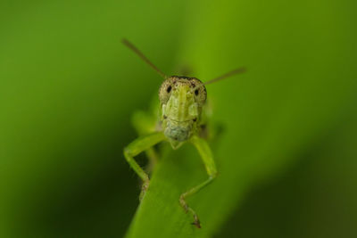 Close-up of insect