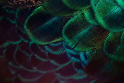 Full frame shot of peacock