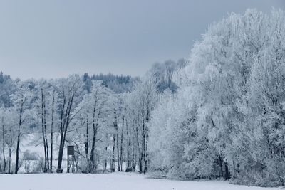 Trees on snow covered land against sky