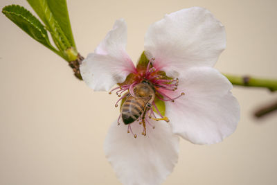 Close-up of insect on white flower