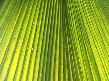 Full frame shot of palm leaves