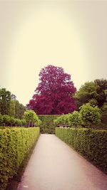 Footpath amidst trees