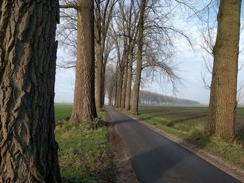 Road amidst bare trees against sky