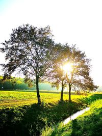 Trees on field against clear sky