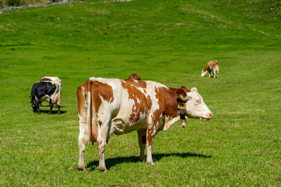 Cows standing in a field