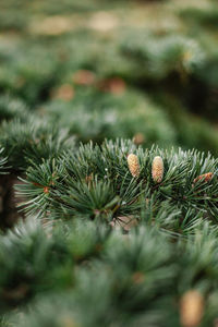 Spruce pine cedar fir fluffy branches with green needles prickles close-up