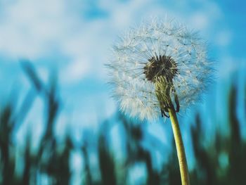 Close-up of wilted dandelion against blurred background