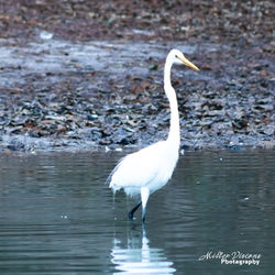 White heron in lake