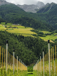 Scenic view of agricultural field against mountains