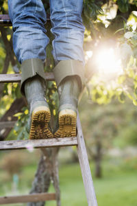 Low section of woman standing on ladder by tree in orchard