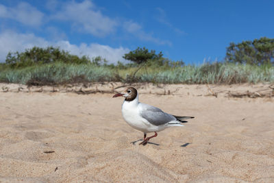 Seagull perching on a land