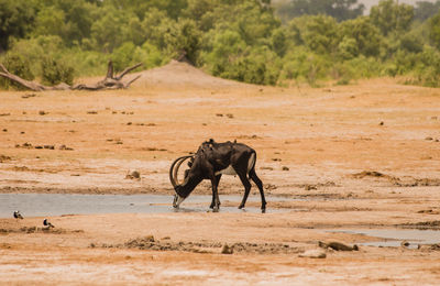 Honed animal standing on field