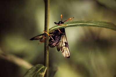 Close-up of insect on plant