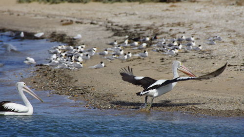 Seagulls flying over beach