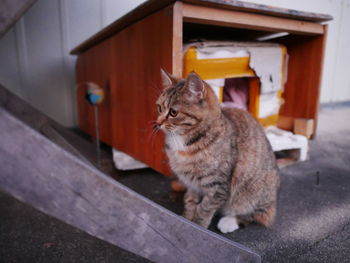 Cat sitting outdoors