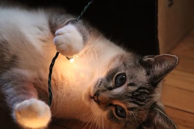 Close-up portrait of cat relaxing