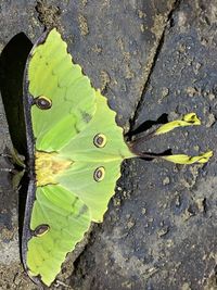 High angle view of leaves in water