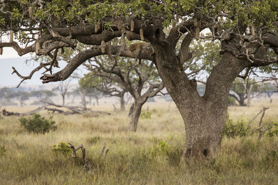 View of tree trunk on field