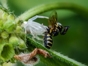 Close-up of insect on plant