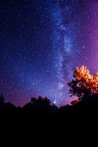 Low angle view of silhouette trees against star field at night