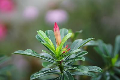 Close-up of flowering plant