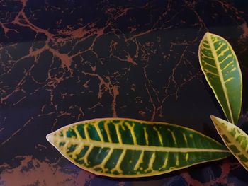 High angle view of leaves floating on pond