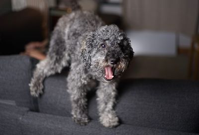 Portrait of dog relaxing on sofa at home