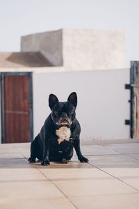 Portrait of dog sitting on floor