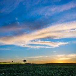 Scenic view of agricultural field against sky during sunset