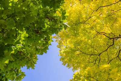 Low angle view of tree against clear sky