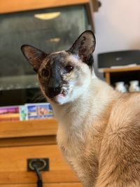 Close-up of a cat looking away