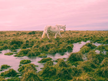 Horse on field