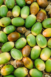 Full frame shot of acorns