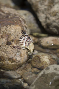 Close-up of lizard on rock