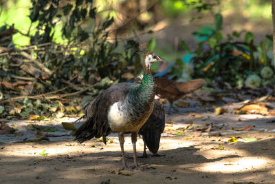 Duck on a field