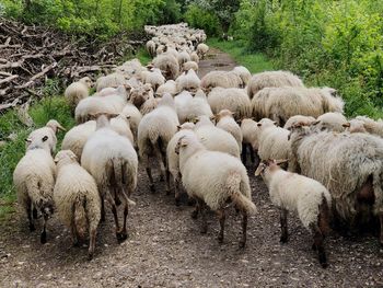 Flock of sheep walking at forest