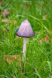 Close-up of mushroom growing in field