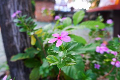 Close-up of pink flowering plant