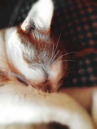 Close-up of cat sleeping at home