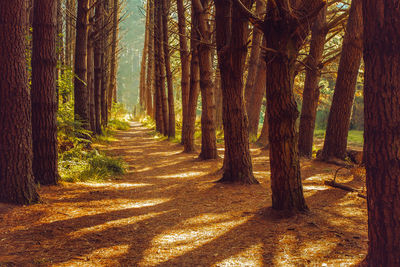 View of trees in forest