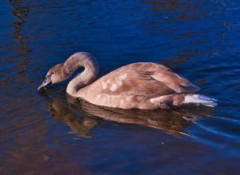 Swan swimming in lake