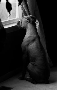 Close-up of dog looking away while sitting at home