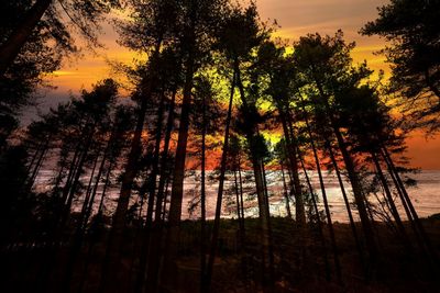 Low angle view of silhouette trees against sky during sunset